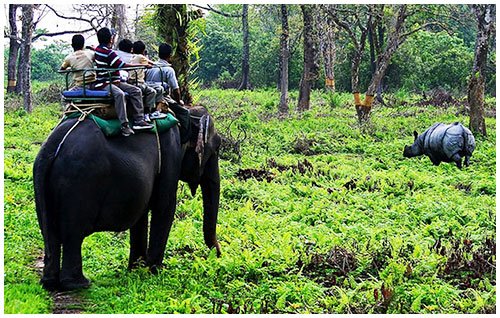 Spectacular/Wild North East - 1N Jaldapara & 2N Lataguri