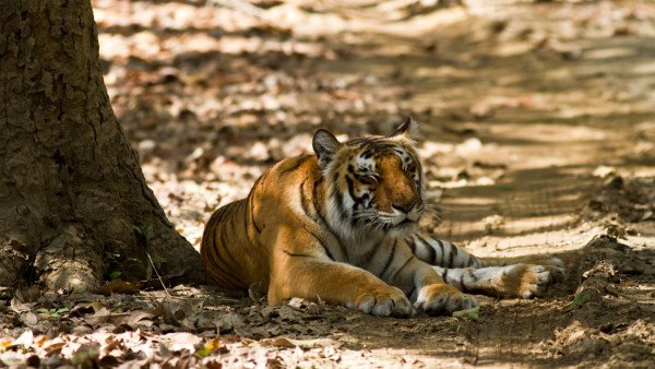 From Lakes 🌊 To The Wild 🐾 - 03N Nainital Corbett