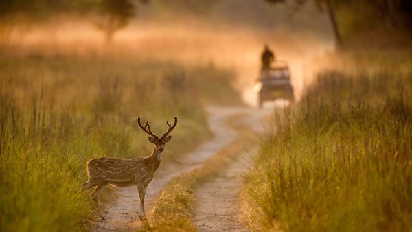 Into The Wild At Corbett 🐅  Get Closer To The Wild
