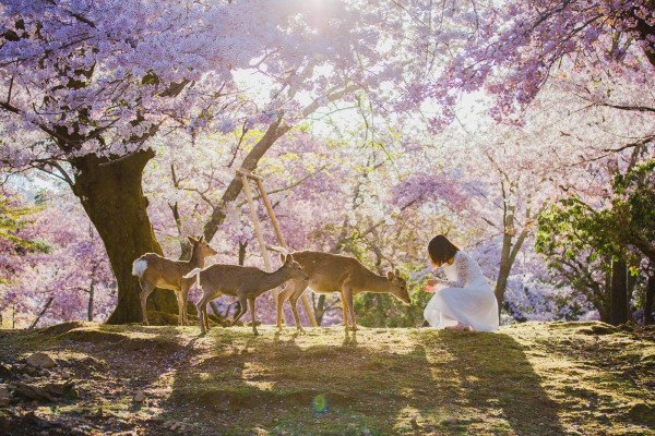 🌸 Japan's Best Duo in 06N with Nara Park