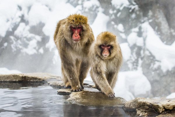 Beautiful Alpine Route with Snow Monkey Park