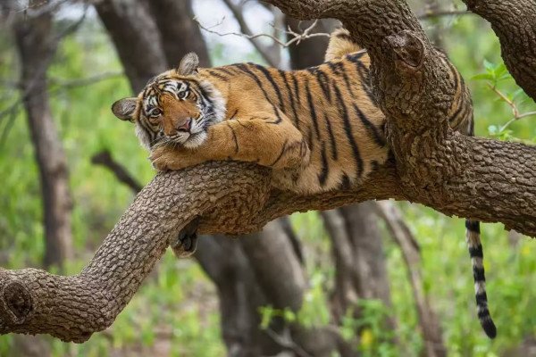 02N Simlipal Royal Bengal Tiger Reserve 🐯