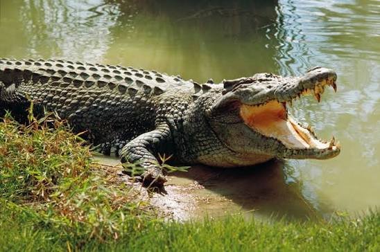 🌳Odisha Wild Kingdom – Tigers & Crocs🐊🐯