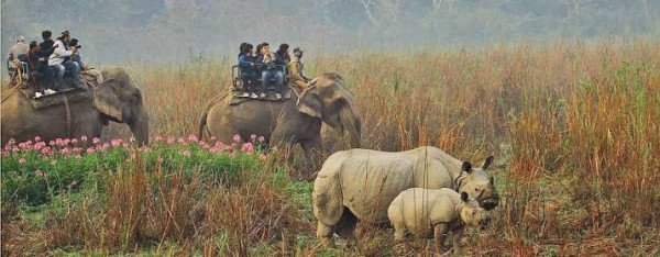 06N | FREE 🐘 Safari | Guwahati Shillong Kaziranga