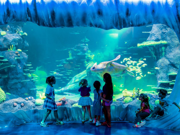 05N Essence of Australia with Helicopter Ride on Great Ocean Road